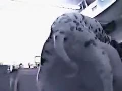 In this vintage beast sex footage, a Dalmatian fucks a white bitch.